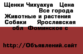 Щенки Чихуахуа › Цена ­ 12000-15000 - Все города Животные и растения » Собаки   . Ярославская обл.,Фоминское с.